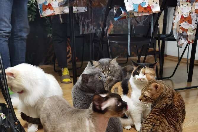 Acrylic Painting Workshop with Cats in Budapest - Cats, calm, and a small-group art session that feels friendly