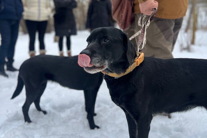Black Truffle Hunt, Foie Gras & Wines with Budapest Pickup - Value For $336.14: Why The Math Can Work