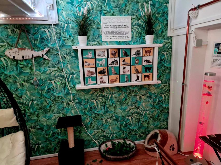 Budapest: Cat Museum Budapest Entry Ticket - Photo Walls and Props: Egyptian and Japanese selfie-ready moments