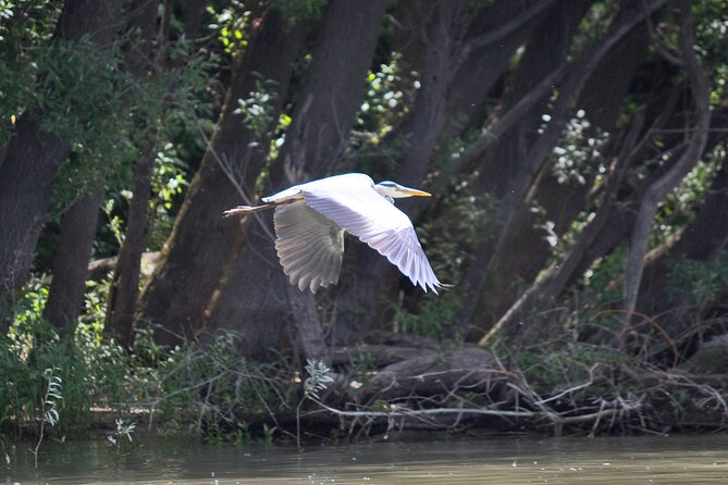 Budapest North Canoe Trip - Wildlife, Floodplain Architecture, And Why The Danube Looks Like This