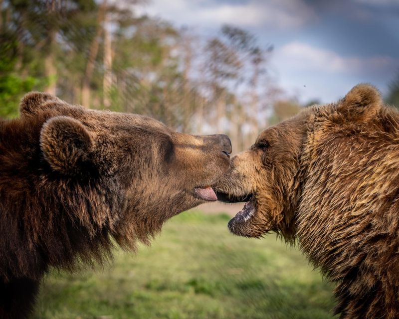 Budapest: Transport & Guided Tour of Bear and Wolf Sanctuary - Price and Value: Why $93 Can Make Sense Here
