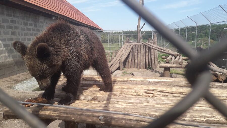 Budapest: Transport & Guided Tour of Bear and Wolf Sanctuary - From Batthyány Tér To The Sanctuary, Without Hassle