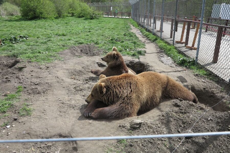 Budapest: Transport & Guided Tour of Bear and Wolf Sanctuary - Entering the Bear and Wolf Sanctuary: Natural Space With a Safety Barrier