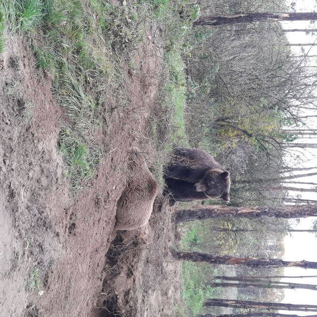Budapest: Transport & Guided Tour of Bear and Wolf Sanctuary - Brown Bears, Wolves, and That Bear Identity Lesson