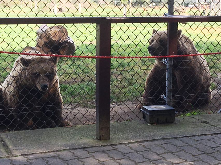 Budapest: Transport & Guided Tour of Bear and Wolf Sanctuary - Feeding the Bears Fruit Through the Fence