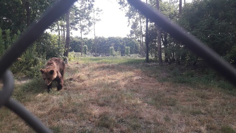 Budapest: Transport & Guided Tour of Bear and Wolf Sanctuary - What You Walk Away With: How to Behave Around Bears in the Wild