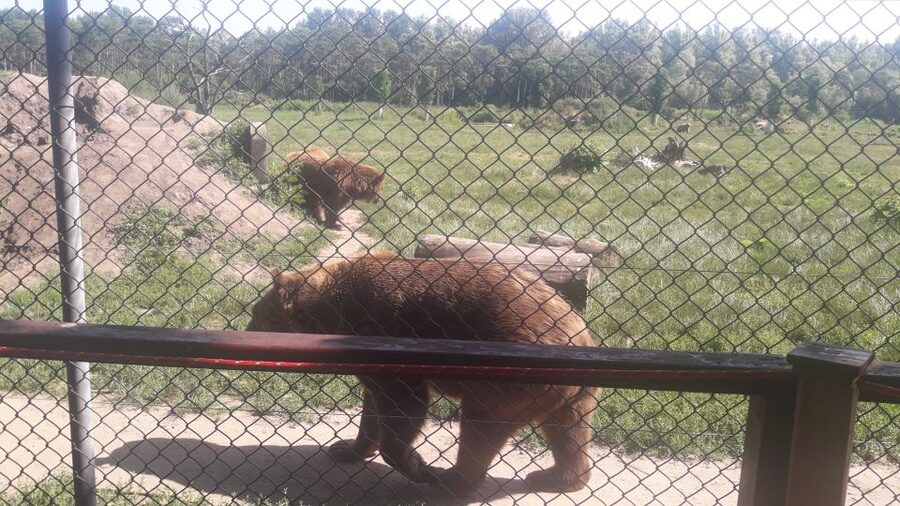 Budapest: Transport & Guided Tour of Bear and Wolf Sanctuary - The Return Trip: One Last Look, Then Back to the City