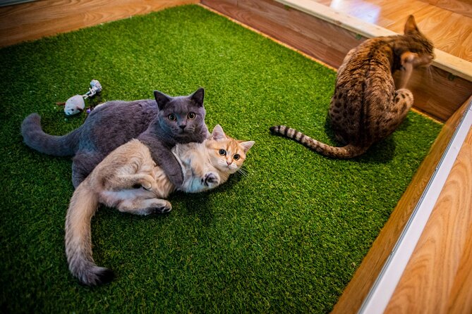 Cat Museum Budapest Entry Ticket - Key Things You’ll Notice Right Away