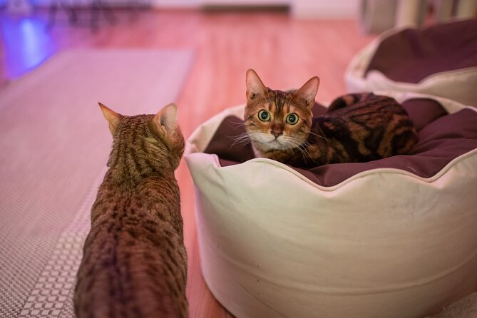 Cat Museum Budapest Entry Ticket - Lower Level Highlights: Cats in the World and the Art You Can Actually Enjoy
