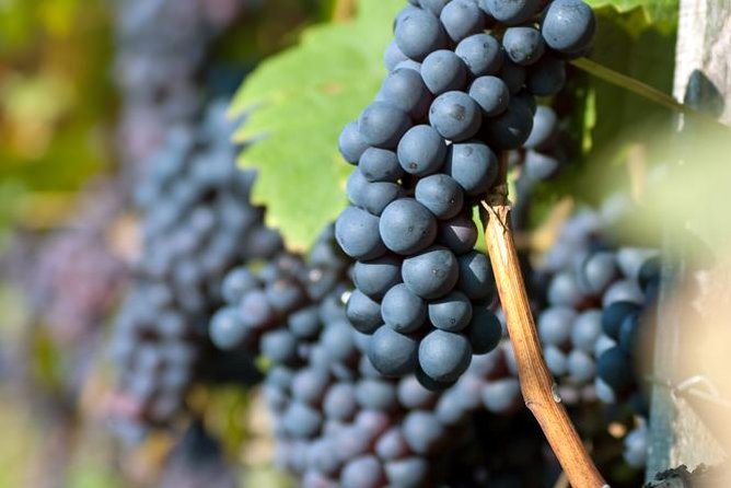 Countryside Half-day Gastro-Wine Tour from Budapest Meal & pickup - What you learn in the cellars (and why it sticks)