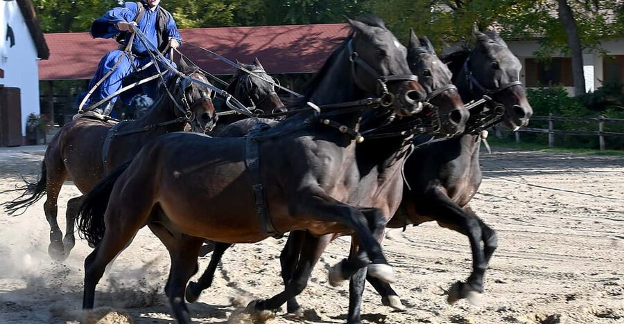 Countryside ranch, horse show & lunch - Key highlights at a glance
