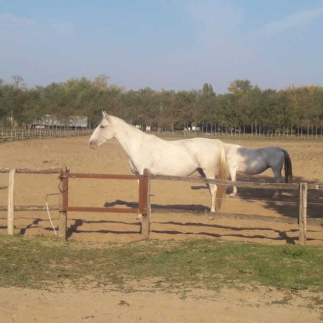 Countryside ranch, horse show & lunch - Tips to get the most out of your ranch day