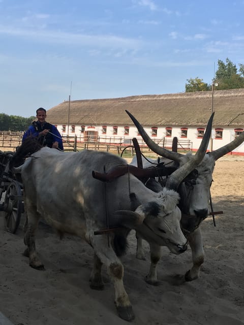 Countryside ranch, horse show & lunch - From Batthyány Square to the Great Plain in 5 hours