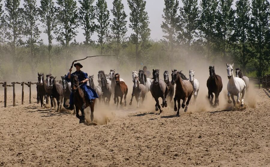 Countryside ranch, horse show & lunch - Carriage ride and wildlife viewing on the ranch grounds