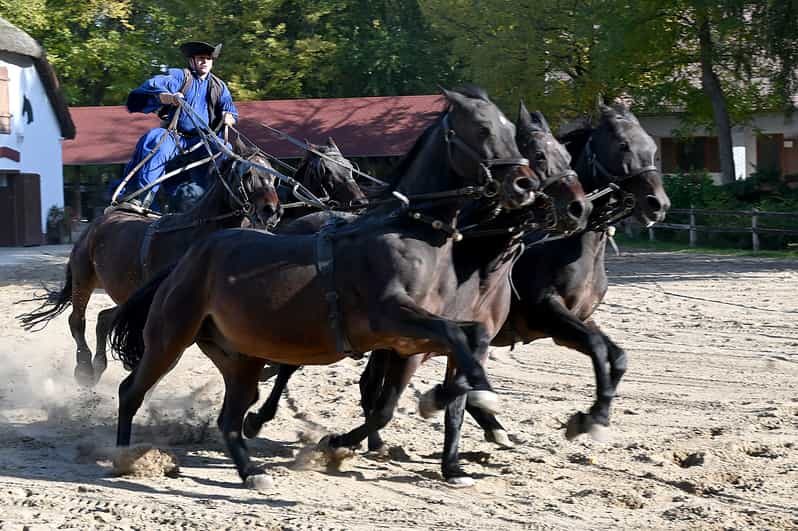 Countryside ranch, horse show & lunch - The ranch tour that actually feels like real farm life