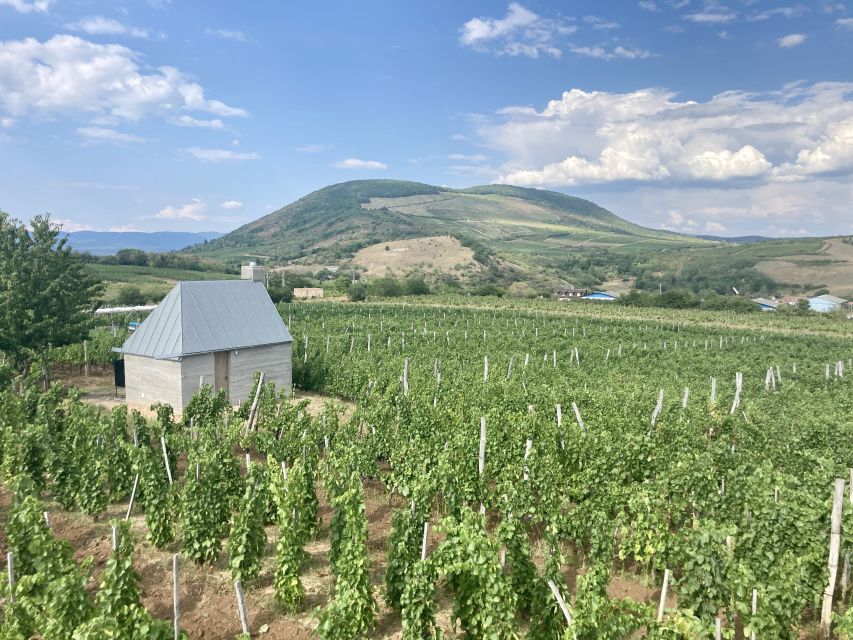 Eger: Countryside, Culture, and Wine Private Tour - Wine tasting in the Valley of the Beautiful Women: old cellars, real flavors