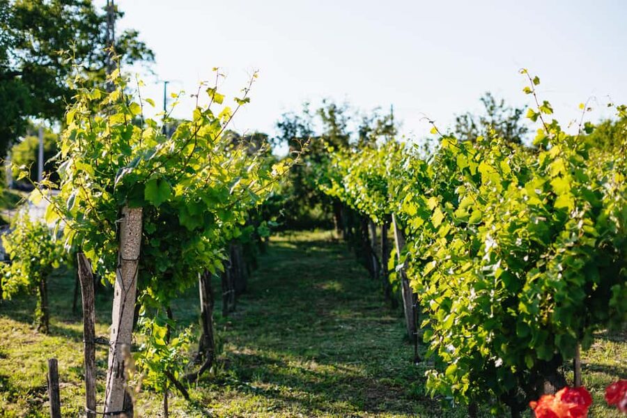 From Budapest: Half-Day Countryside Wine Tour with Meal - The Home-Cooked 3-Course Meal: Hungary on a Plate