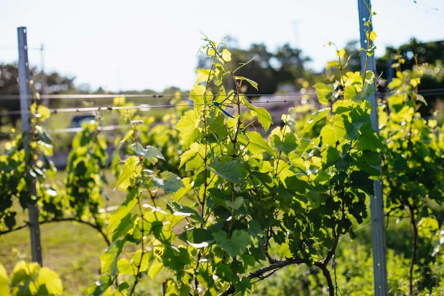 From Budapest: Half-Day Countryside Wine Tour with Meal - Who This Tour Suits Best (and Who Might Want Something Else)