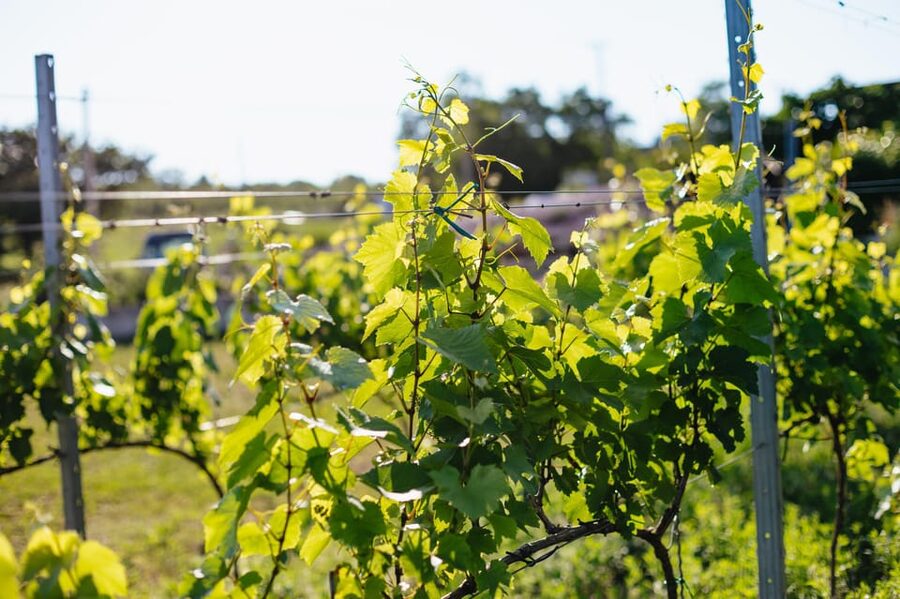 From Budapest: Half-Day Countryside Wine Tour with Meal - Should You Book This Etyek Wine Tour?