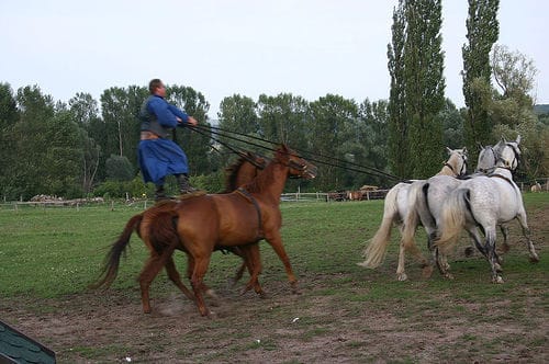 From Budapest: Puszta Horse Show and Countryside Visit - Getting There: From Budapest to the Puszta Rhythm