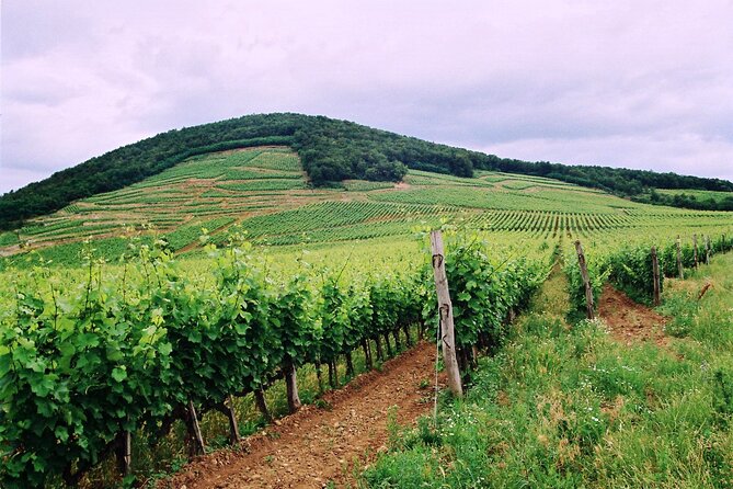 Full-Day Custom Tokaj Wine Tour - Stop 2: Barta Pince, Natural Yeast and a Listed Heritage Building