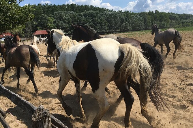 Horseshow on the Hungarian Puszta, private tour from Budapest with entry! - Who Should Book a Private Hungarian Puszta Show