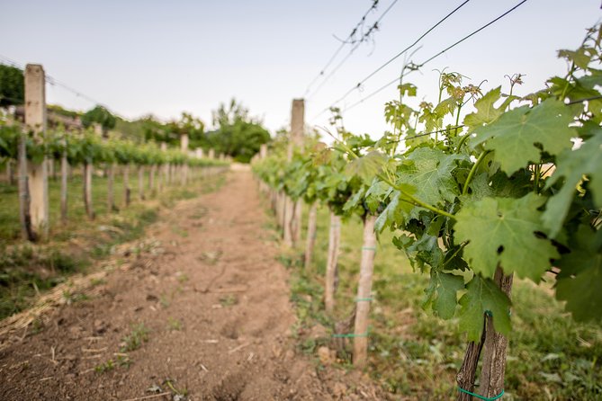 Lake Balaton Full Day Private Wine Tour - Best fit: who will love this day, and who might want a different plan