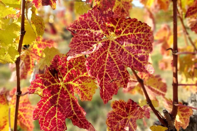 Lake Balaton private wine tasting and sightseeing from Budapest - From Budapest to Lake Balaton: the value of not driving