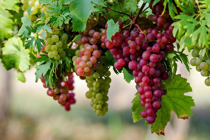 Private Lake Balaton Experience with an unforgettable Wine Tasting - Multiple wineries: why you should not rush this part
