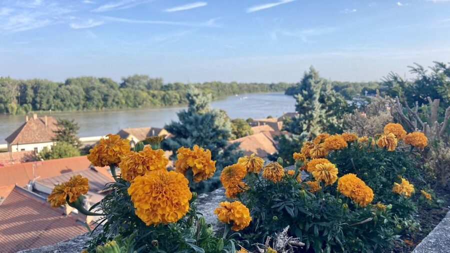 Szentendre: Arts and Cafés Tour (Half-Day Private Tour) - Should you book this Szentendre arts and cafés tour?