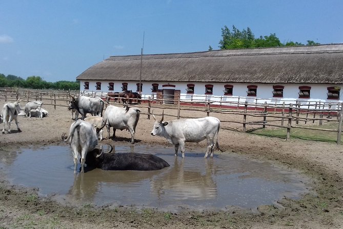 The "Puszta" Horse Show - Lunch at the center of the day: what you get and how to pace it