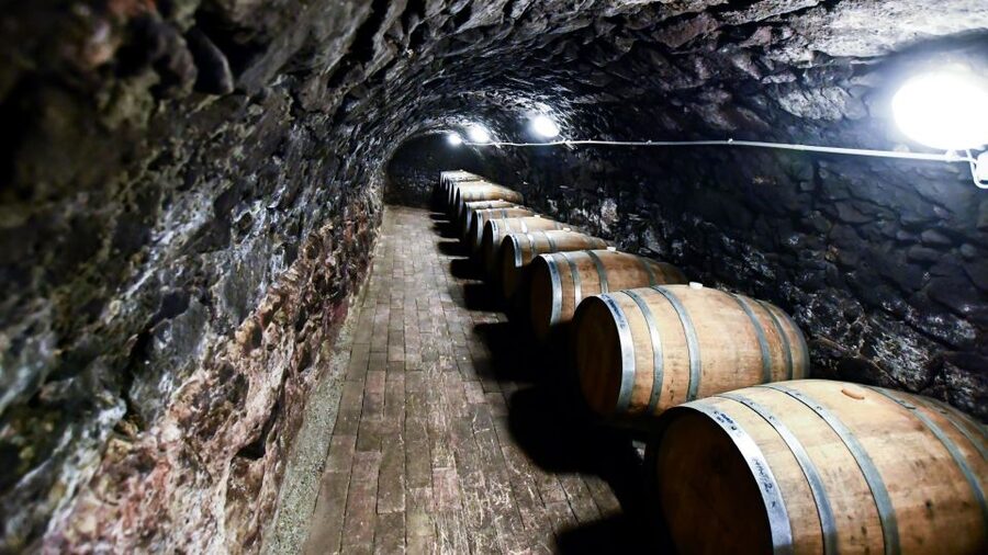 Tokaj: Vineyard Tour & Tasting - The vineyard walk that sets the scene near Tokaj and the Bodrog River