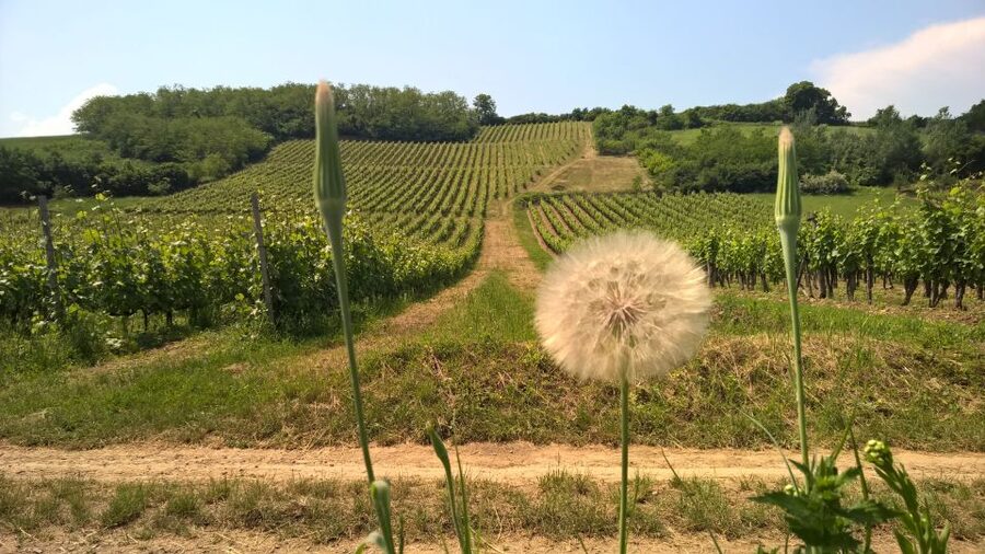 Tokaj: Vineyard Tour & Tasting - Cheese, bread, and olives: the food pairing that keeps it grounded