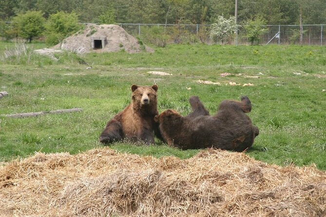 Visiting a Bear and Wolf Sanctuary - Key Highlights You Will Care About