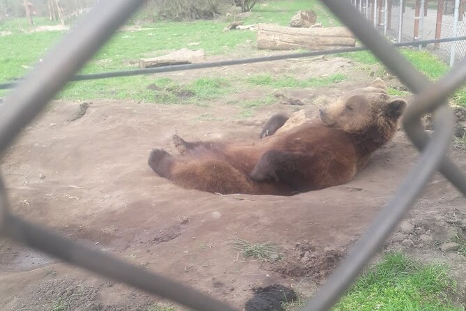 Visiting a Bear and Wolf Sanctuary - The 2-Hour Guided Walk: What You Learn on the Path