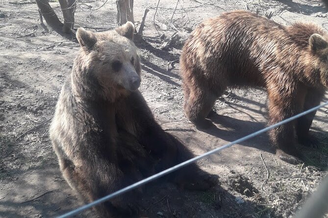 Visiting a Bear and Wolf Sanctuary - Lake Time in Warm Weather, Plus That Fruit Feeding Demo