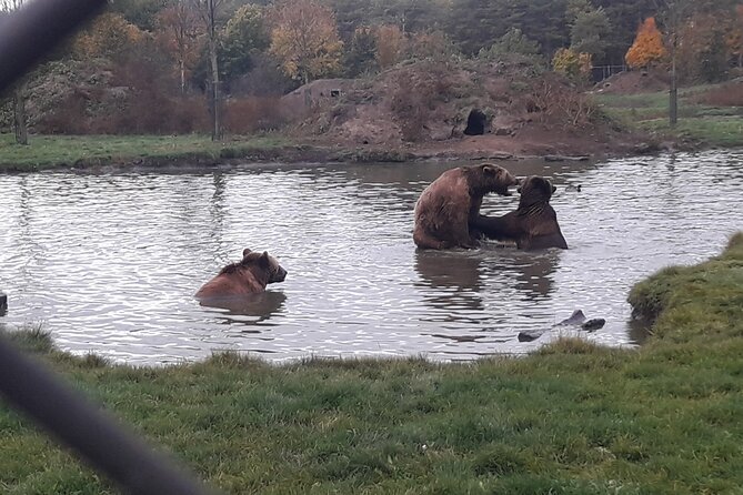 Visiting a Bear and Wolf Sanctuary - Price and Value: Why $90.70 Can Make Sense