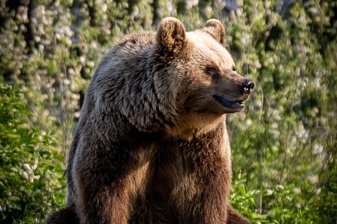 Visiting a Bear and Wolf Sanctuary - Who Should Book This (and Who Might Prefer Something Else)
