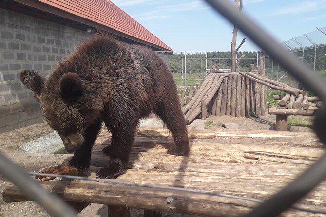 Visiting a Bear and Wolf Sanctuary - Should You Book This Bear and Wolf Sanctuary Tour?
