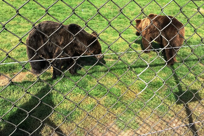 Visiting a Bear and Wolf Sanctuary - Getting to Veresegyhaz: Meeting Point and the 45 km Transfer