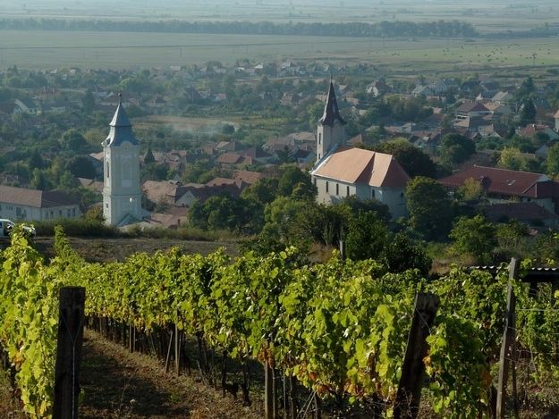 Wine taste in Tokaj Private Day Tour from Budapest - Rákóczi pince: the crowned-king connection and cellar learning