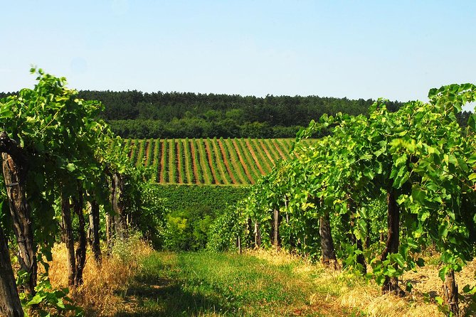 Wine Tasting Experience in Etyek Wine Region with a private air conditioned car - Key highlights to look forward to