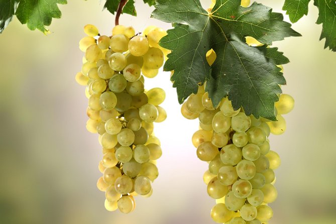 Wine Tasting Experience in Etyek Wine Region with a private air conditioned car - The snacks matter more than you think: cheese plate and salty scones