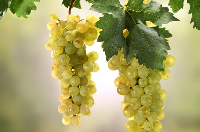 Wine Tasting Experience in Etyek Wine Region with a private air conditioned car - How the 9-12 wine sampling typically works in real life