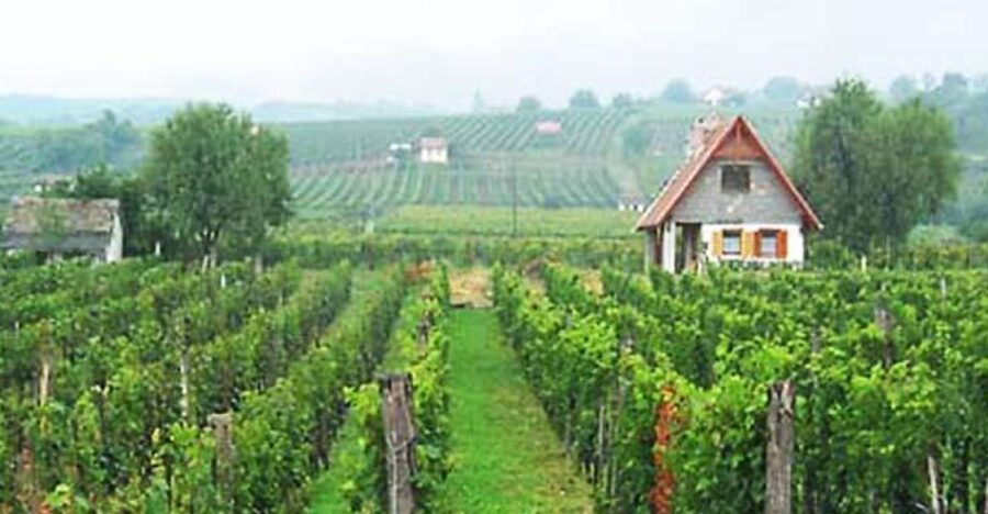 Winetaste in Villany, sightseeing in Pécs, private tour - Key highlights to know before you go