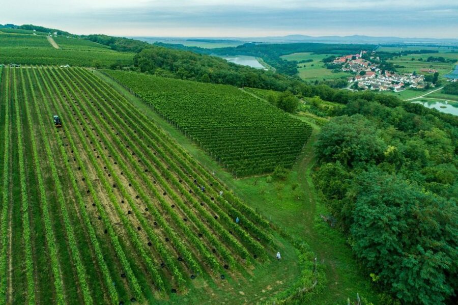 Winetaste in Villany, sightseeing in Pécs, private tour - The Baranya countryside ride: Mecsek slopes and wooded hills